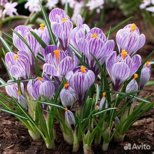 Луковицы крокусов