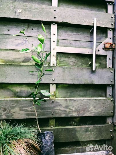 Мандарин, фейхоа,лимон