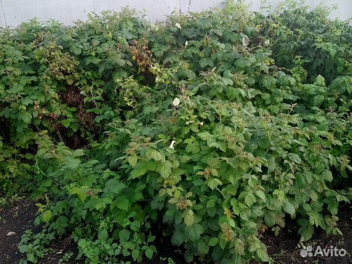 Кусты малины