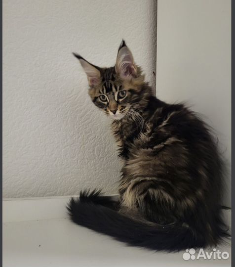 Мейн-кун котёнок готов к переезду