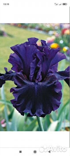 Ирисы бородатые