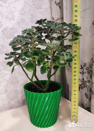 Комнатный цветок, Аихризон, взрослое растение