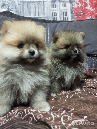 Померанский шпиц мини