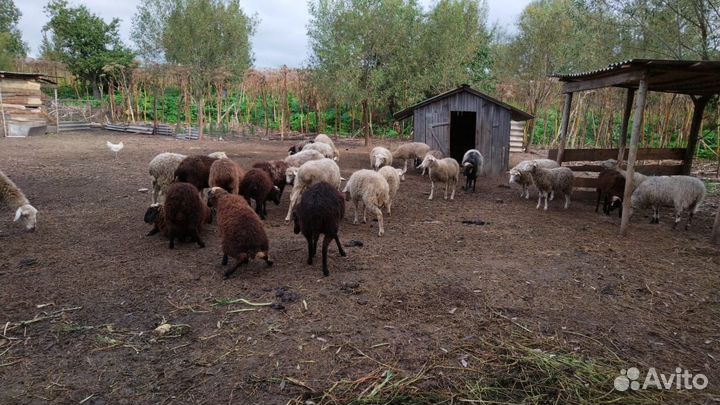 Овцы бараны ягнята