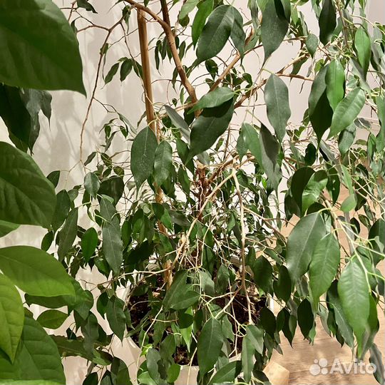 Бамбуковые стержни для подвязки растений