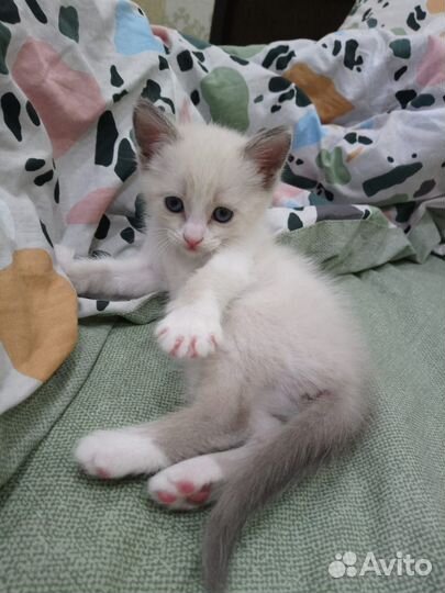 Кошка в дар бесплатно