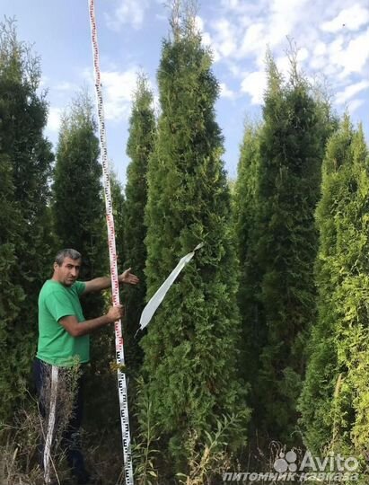 Живая изгородь