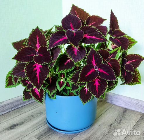 Колеус и Крассула (Денежное дерево) и другие