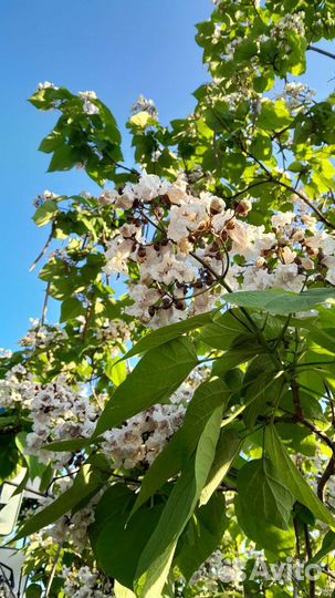 Катальпа саженцы