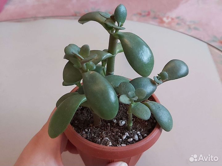 Разное Комнатные растения