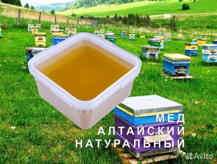 Мёд натуральный алтайский опт