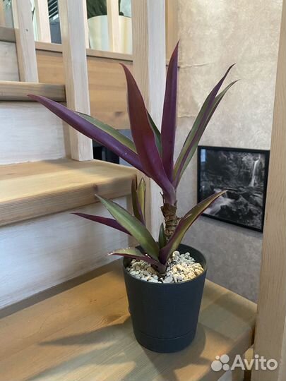 Рео комнатное растение