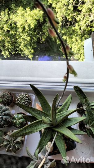 Комнатные цветы Суккулент Гастерия Дювал