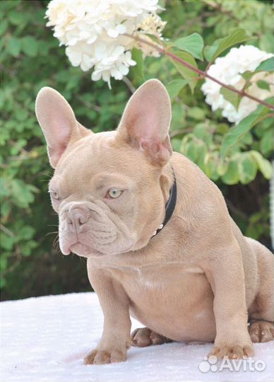 Французский бульдог щенки