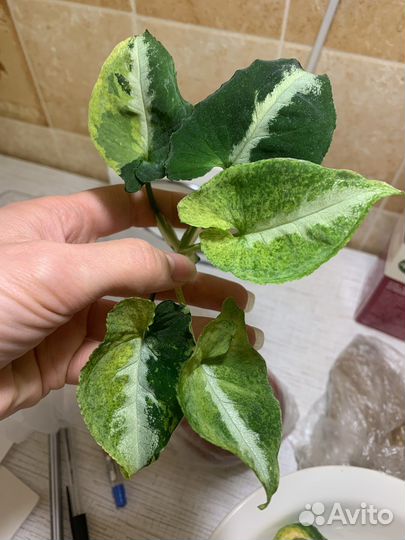 Сингониум яичница