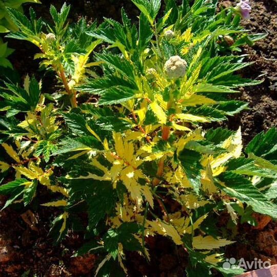 Мята яблочная,таволга, хосты, гортензия древовидна