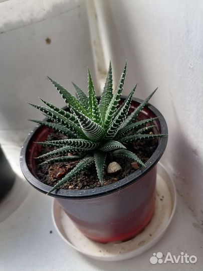 Суккуленты