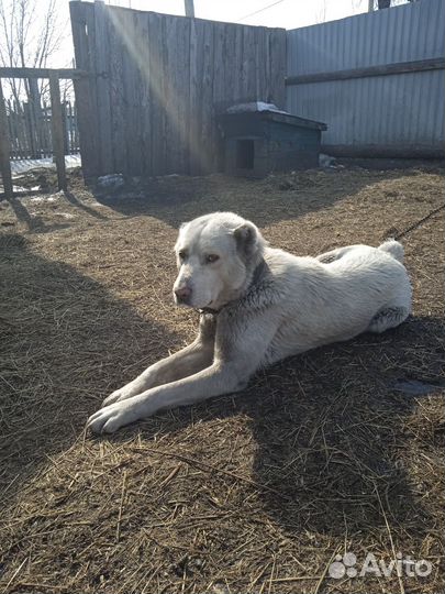 Лев ищет львицу