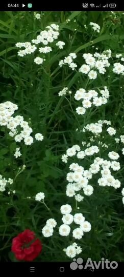 Цветы из своего сада