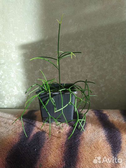 Молочай тирукалли