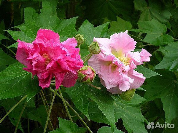 Гибискус изменчивый,Bold and Sassy,Sunrise и др