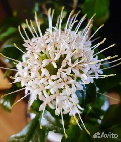 Клеродендрум, Хойя, Паветта