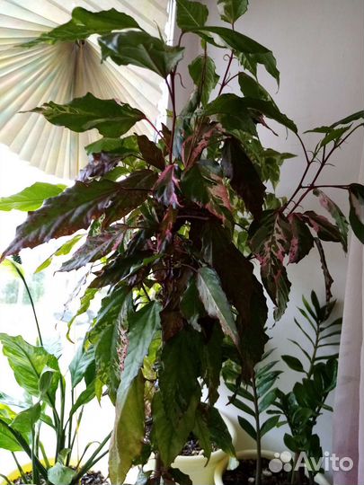 Цветы комнатные