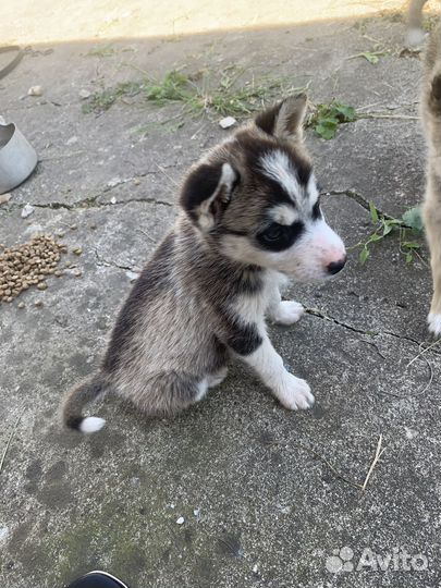 Щенки дворняжки и хаски