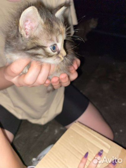 Котята в добрые руки бесплатно