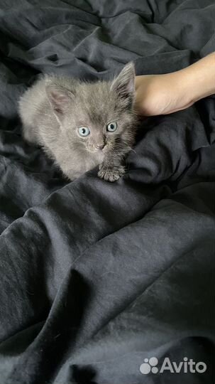 Отдам котенка в добрые руки