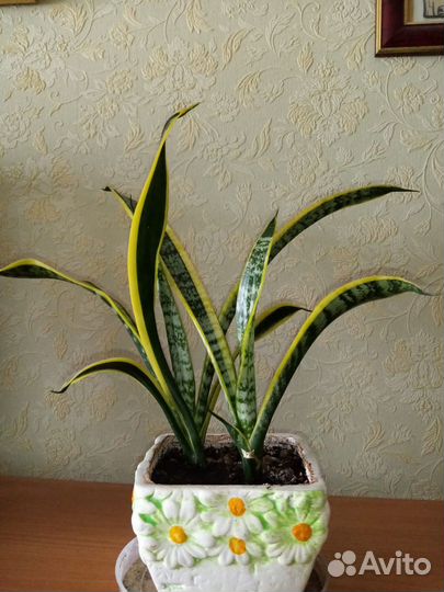 Сансевиерия Лаурентия, тёщин язык, щучий хвост