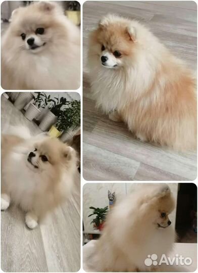 Вязка Померанский шпиц