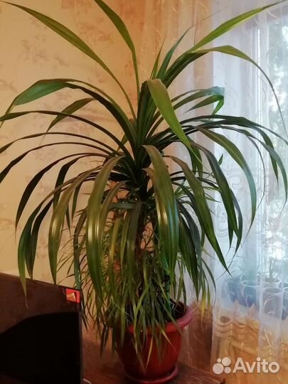 Панданус (отростки)