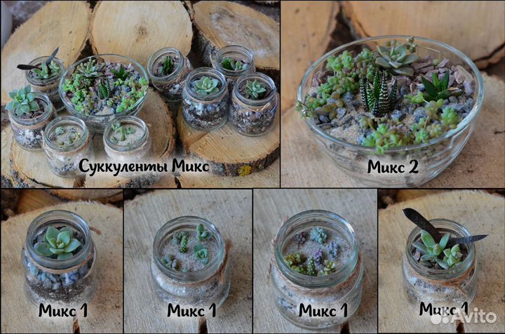 Суккуленты микс набор