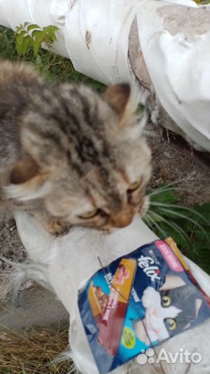Британская вислоухая кошка