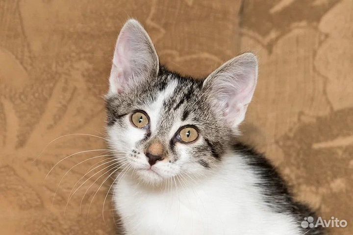 Котенок девочка в добрые руки