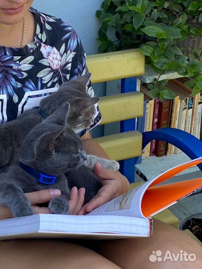 Котята в добрые руки британцы бонус