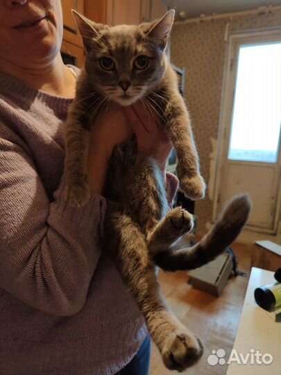 Серая кошечка