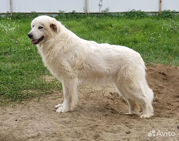 Пиренейская гор�ная собака, щенки объявление продам