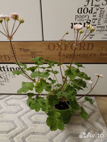 Герань пеларгония MD DOR