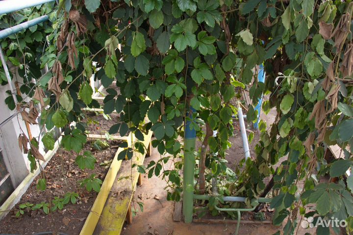 Тетрастигма вуанье