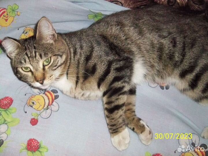 Котик Маркиз в добрые руки