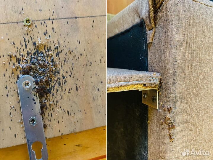 Уничтожение тараканов клопов Дезинфекция