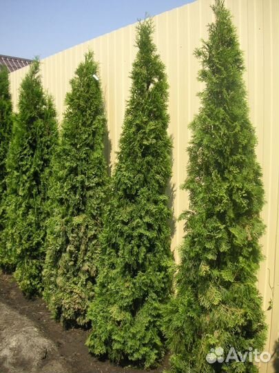 Туя западная(Thuja occidentalis)