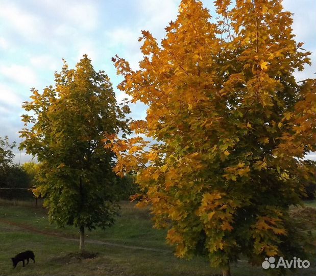 Клен остролистный