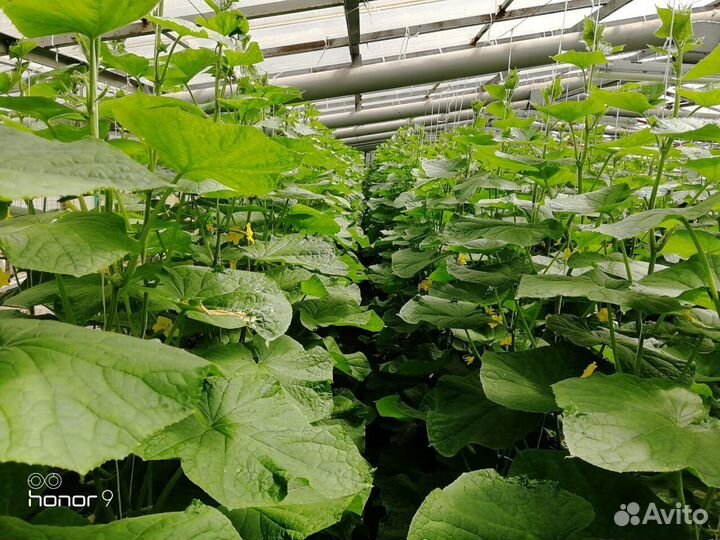 Дом +теплицы