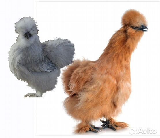 Петух китайский шелковые окрас бафф, лавандовый