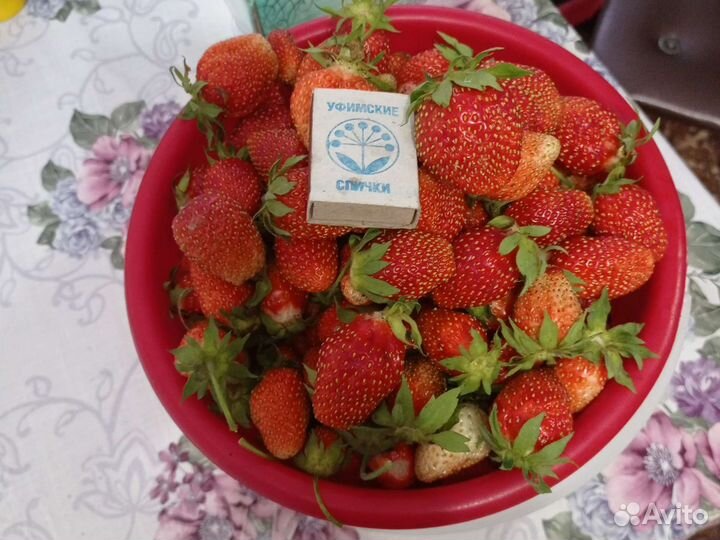Рассада клубники