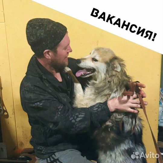 Требуется разнорабочий