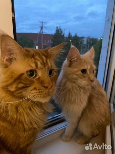 Кот мейн-кун вязка